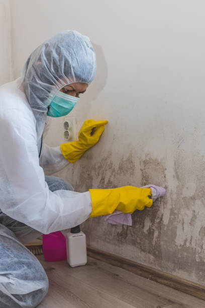 Best Mold Removal for HVAC Installations  in Crossett, AR